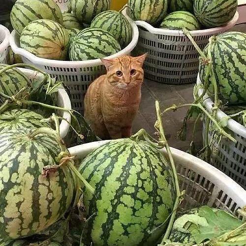 许昌今日茄瓜多少钱,行情如何？