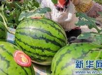 西昌今日吃瓜最新消息,揭秘今日热点事件背后的真相