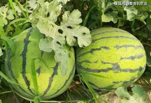 漳州鲜瓜今日价格,价格行情一览”