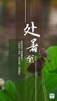 今日新鲜事鸡瓜犁,揭秘农业新宠，助力乡村振兴