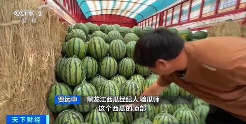 今日广州瓜价格最新行情