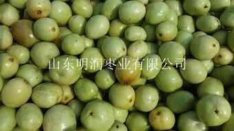 山东小吊瓜今日行情如何,丰收喜人，价格稳中有升