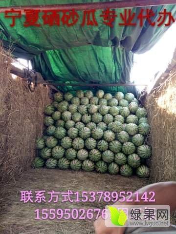 宁夏瓜今日市场报价,新鲜瓜果价格走俏，市场供需两旺”