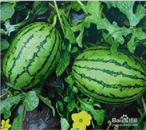 吃瓜网 免费吃瓜 黑料泄密,免费吃瓜，黑料泄密大揭秘