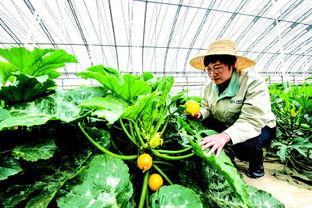 天津农业大学吃瓜爆料,校园风云录揭秘