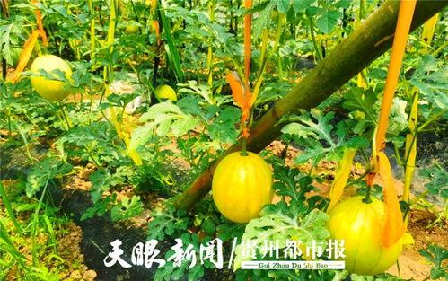 贵阳吃瓜爆料,最新爆料一网打尽