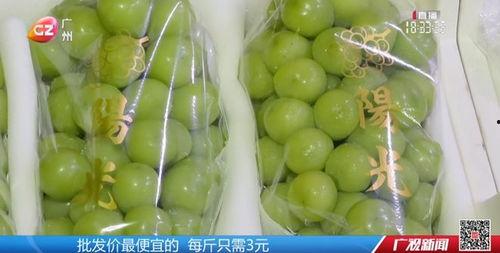 广州水瓜今日行钱是多少,价格波动解析”