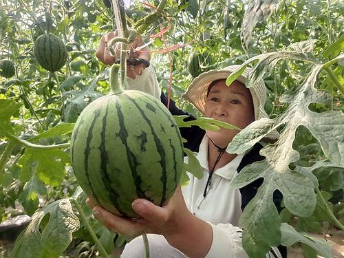 周口小吊瓜今日行情,丰收喜人，价格稳中有升”