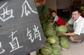洛阳今日的瓜,揭秘城市新鲜事