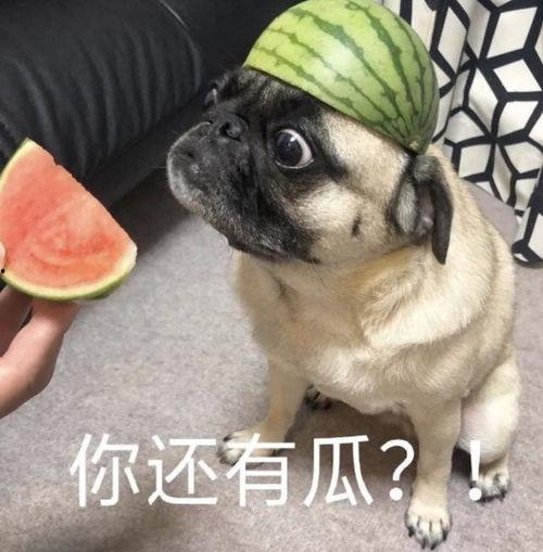 巴扎黑吃瓜表情包,网络潮流新宠，笑点满满