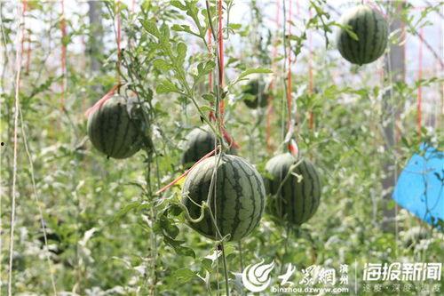 长垣吃瓜爆料视频,揭秘当地热点事件背后的真相