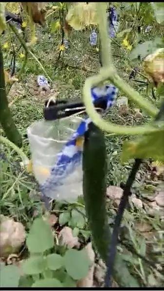 长垣吃瓜爆料视频,揭秘当地热点事件背后的真相
