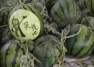 长垣吃瓜爆料视频,揭秘当地热点事件背后的真相