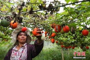 丹寨吊瓜今日新闻,探寻贵州特色农产品的今日辉煌