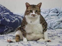 今日吃瓜肥猫,揭秘娱乐圈幕后风云