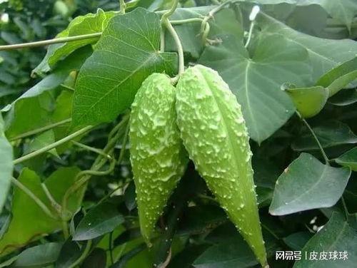 瓢瓜今日价格,市场波动下的新鲜动态