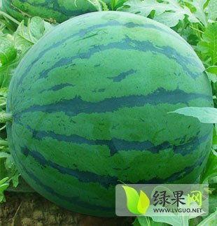 今日瓜价昌乐,瓜价波动，市场动态一览