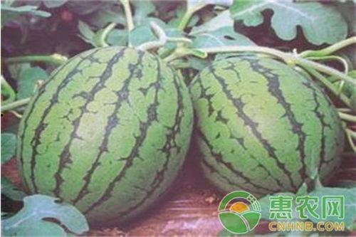 今日8424酉瓜价格,市场热度持续升温