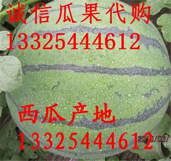 陕西沙漠瓜价今日价,沙漠绿洲里的新鲜诱惑