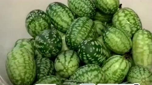 小瓜价格今日价,市场行情一览