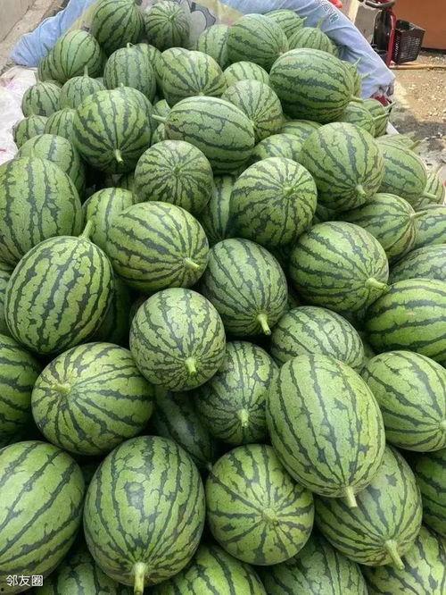 小瓜价格今日价,市场行情一览