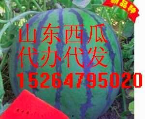 山东费县小瓜今日价格,价格行情一览”