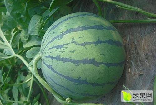 山东费县小瓜今日价格,价格行情一览”