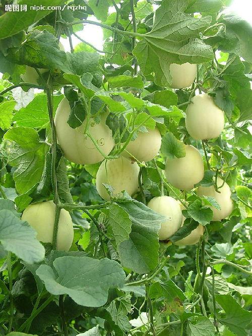 山东费县小瓜今日价格,价格行情一览”