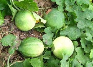 黑蛋瓜有啥药用功效呢怎么吃,神奇药用功效与食用方法揭秘