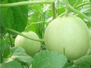 黑蛋瓜有啥药用功效呢怎么吃,神奇药用功效与食用方法揭秘