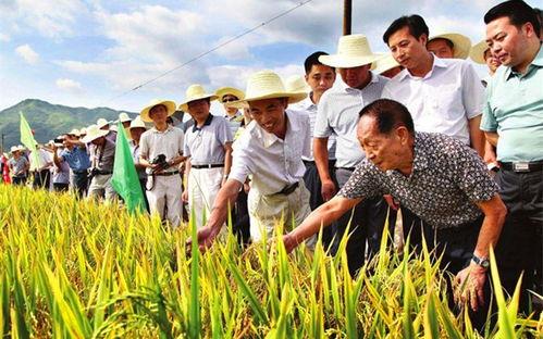 吃瓜爆料袁隆平视频播放,揭秘杂交水稻背后的故事