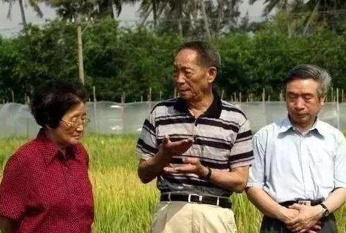 吃瓜爆料袁隆平视频播放,揭秘杂交水稻背后的故事