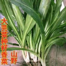 蒲瓜价格行情今日最新,今日最新走势解析