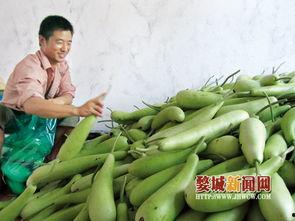 蒲瓜价格行情今日最新,今日最新走势解析