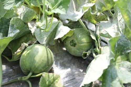 codm吃瓜爆料,揭秘游戏幕后那些事儿