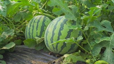 北美爆料吃瓜视频,吃瓜视频揭秘娱乐圈幕后真相