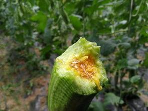 山瓜甜瓜今日价格行情最新,今日行情一览