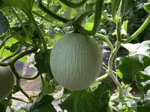 山瓜甜瓜今日价格行情最新,今日行情一览