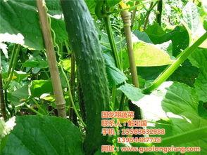 重庆小瓜价格今日行情,价格波动与市场动态一览