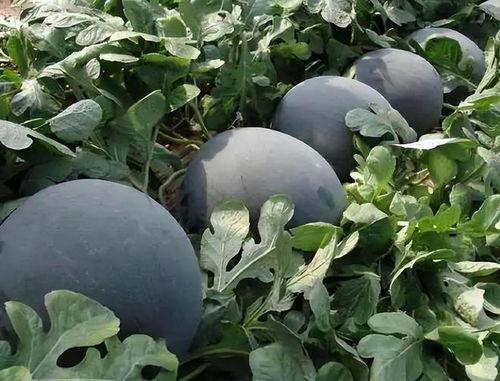 黑瓜吃料网入口2024