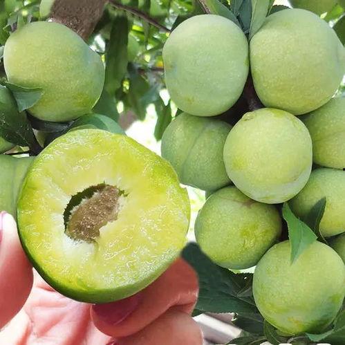 李黑李子吃瓜,揭秘娱乐圈幕后故事