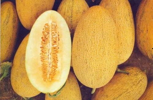 焦作哈密瓜今日价格,价格行情一览”