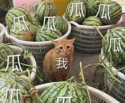 大瓜爆料有小孩可以吃吗