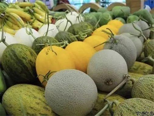 乐东哈密瓜今日价格,价格行情一览”