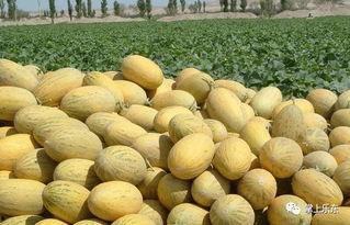 乐东哈密瓜今日价格,价格行情一览”