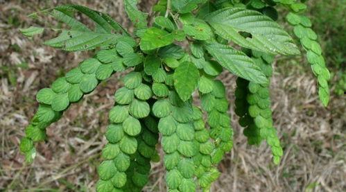 猫瓜草今日价格多少钱一斤,价格多少钱一斤？