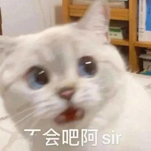 猫瓜草今日价格多少钱一斤,价格多少钱一斤？