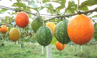 今日2k吊瓜价格多少,今日行情一览”