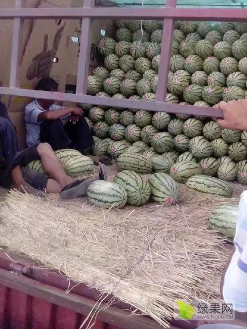 东莞莞香美猴王麒麟瓜今日多少钱,价格几何？”