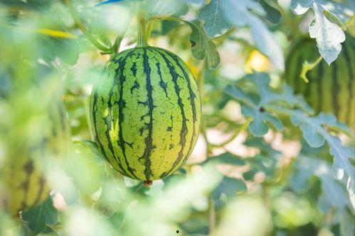 黑高瓜怎么吃最好吃呢图片,图片教你如何吃出最佳口感